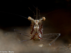 Shrimp Close up , taken with Canon G12 and 2 X UCL165 by Beate Seiler 